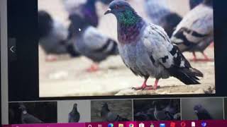 Pigeon attack song