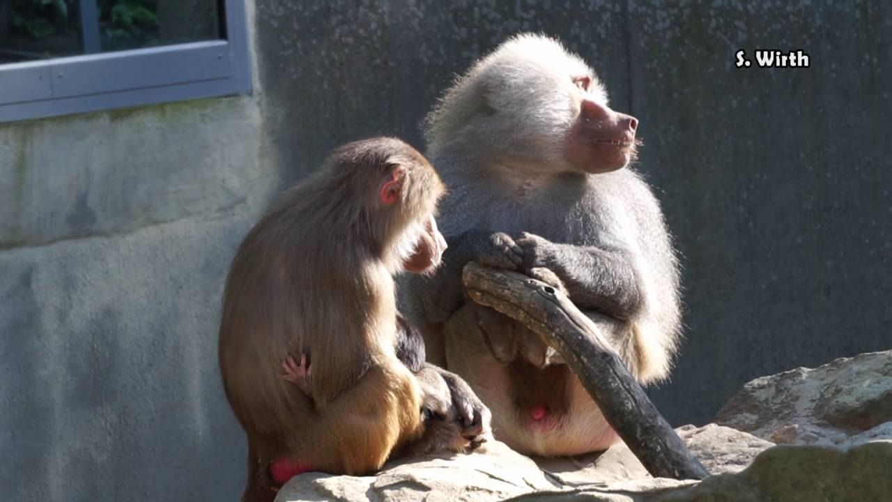 Hamadryas Baboon Behaviors