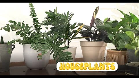 ASMR 🪴 Repotting Houseplants 🪴 Natural Sounds  (No Talking)
