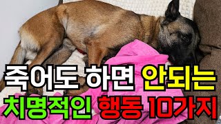 강아지에게 절대로 해서는 안되는 행동 10가지 / 보호자라면 꼭 알아야 해요