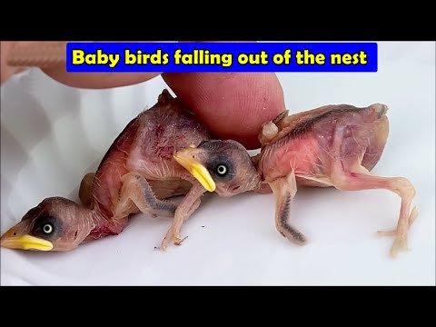 We helped the baby birds that fell out of the nest 🦜🥰👍🙏 - YouTube