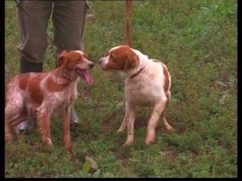 Video: ¿Puedo guardar cachorros de enfermería afuera?