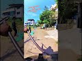 Team Work Street Dog Catch 4K #dogwithpublicsafety #dog #shorts #ytviral #rescue