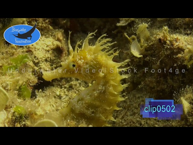 0502_ Mediterranean Seahorse yellow, HD Underwater Royalty Free Stock Footage.
