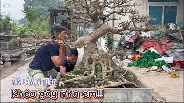 Bonsai Dáng Siêu Khủng: Phân Tầng Giúp Cây Lên Form Đẹp Mắt