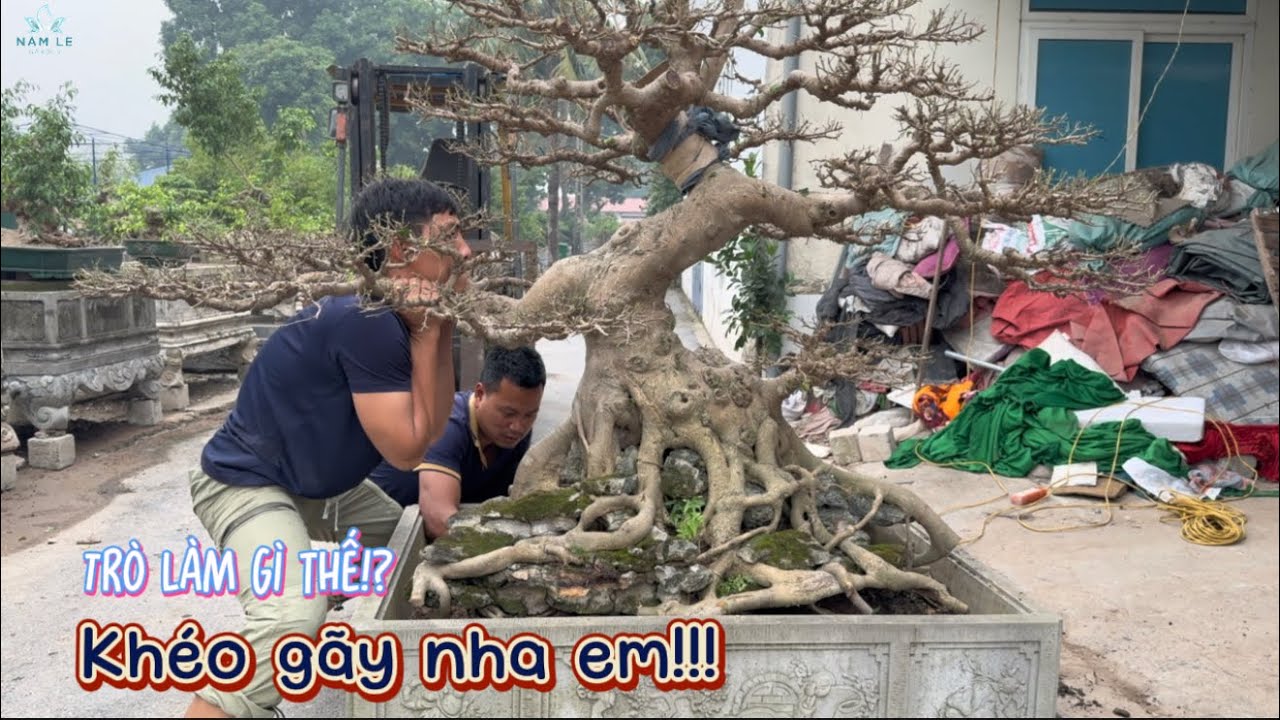 Nam Lê Bonsai | Phân Tầng Bonsai Dáng Lớn Giúp Cây Lên Form Đẹp Mắt, Cân Đối Từng Tầng