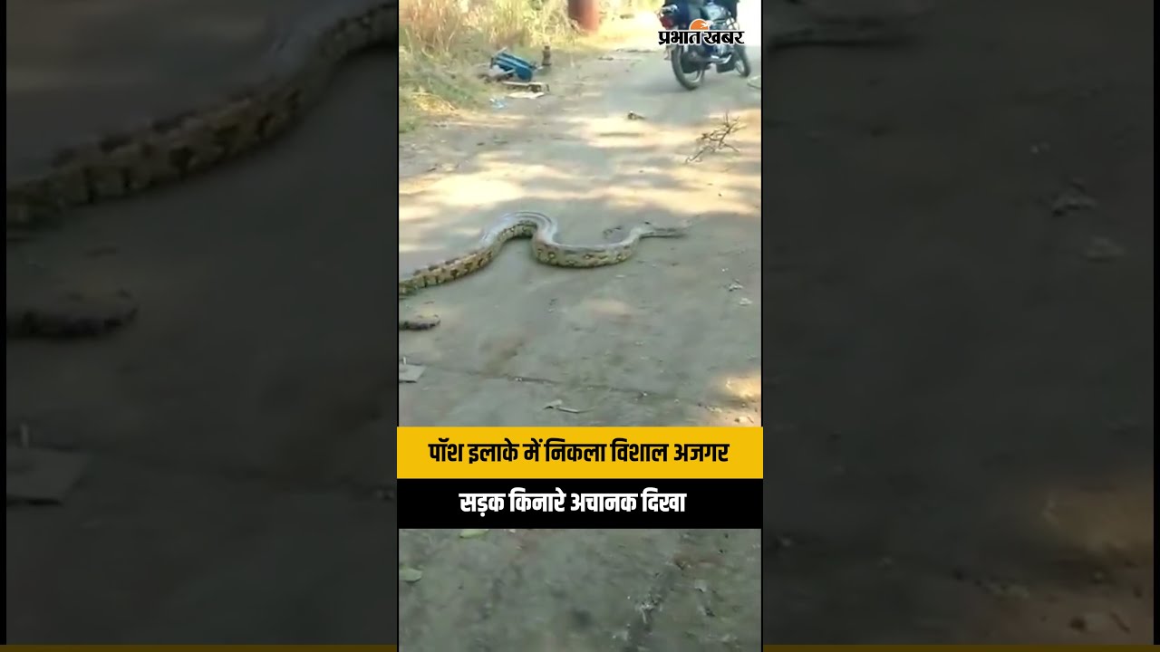 चित्रकूट में 15 फीट का विशाल अजगर! सड़क किनारे दिखा तो मची भगदड़, Video बनाने उमड़ी भीड़