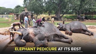 Dasara elephants Pedicure at its best - Dasara 2017