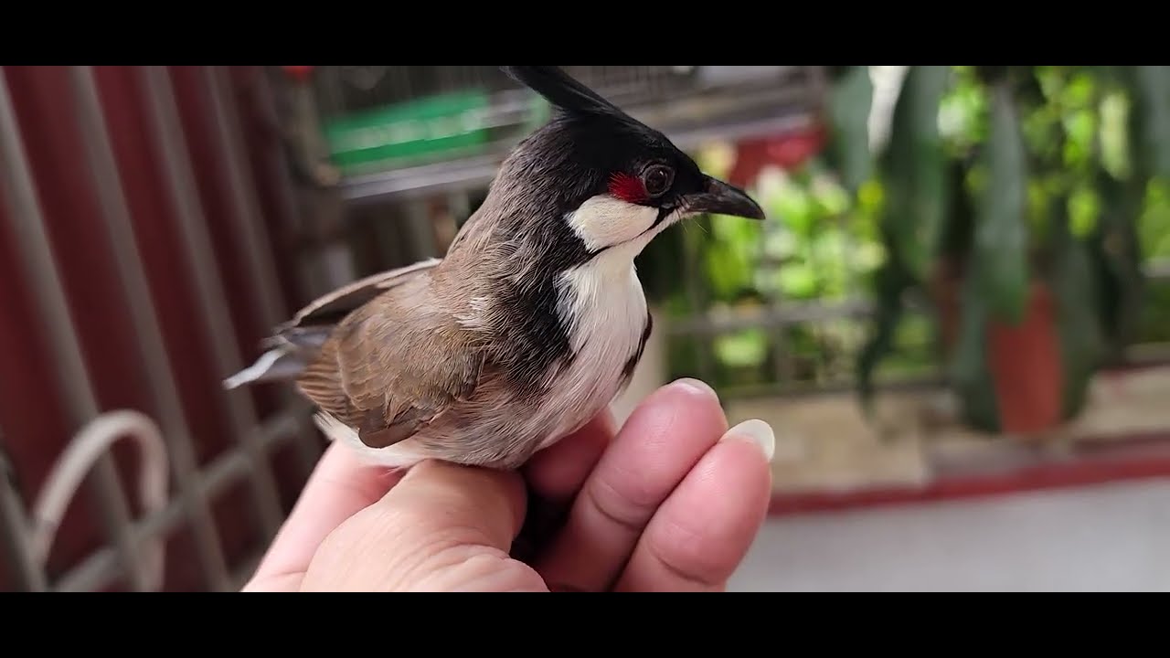 Cách chọn chim chào mào hót - Cách chọn chim chào mào mộc có tố chất