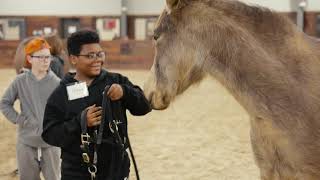 Lockwood Park: Equine-Assisted Services Overview