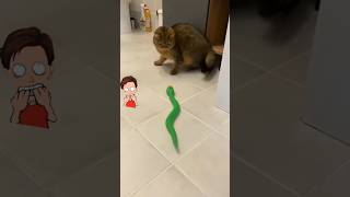 kucing lucu, dikejar ular #shorts