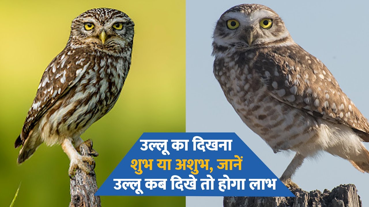 उल्लू का दिखना शुभ या अशुभ, जानें उल्लू कब दिखे तो होगा लाभ