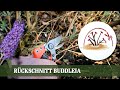 Buddleia rckschnitt leicht gemacht alles ber das schneiden von sommerflieder