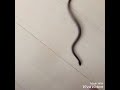 尻尾を振って飼い主の元へやってくるヘビちゃん