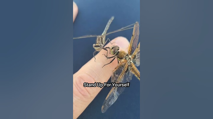 Dragonfly Respect