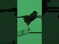 Rooks on a Wire #rooks