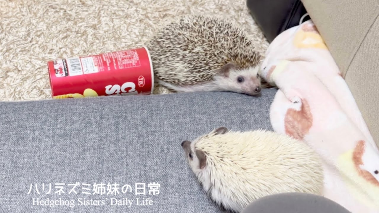 ハリネズミ姉妹の部屋さんぽ⑤Room walk of the hedgehog sisters who