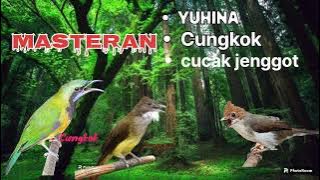 kombinasi TEMBAKAN tajam || cungkok || cucak jenggot || YUHINA ‼️
