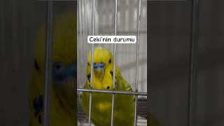 Cekideki Davranış Değişikliği