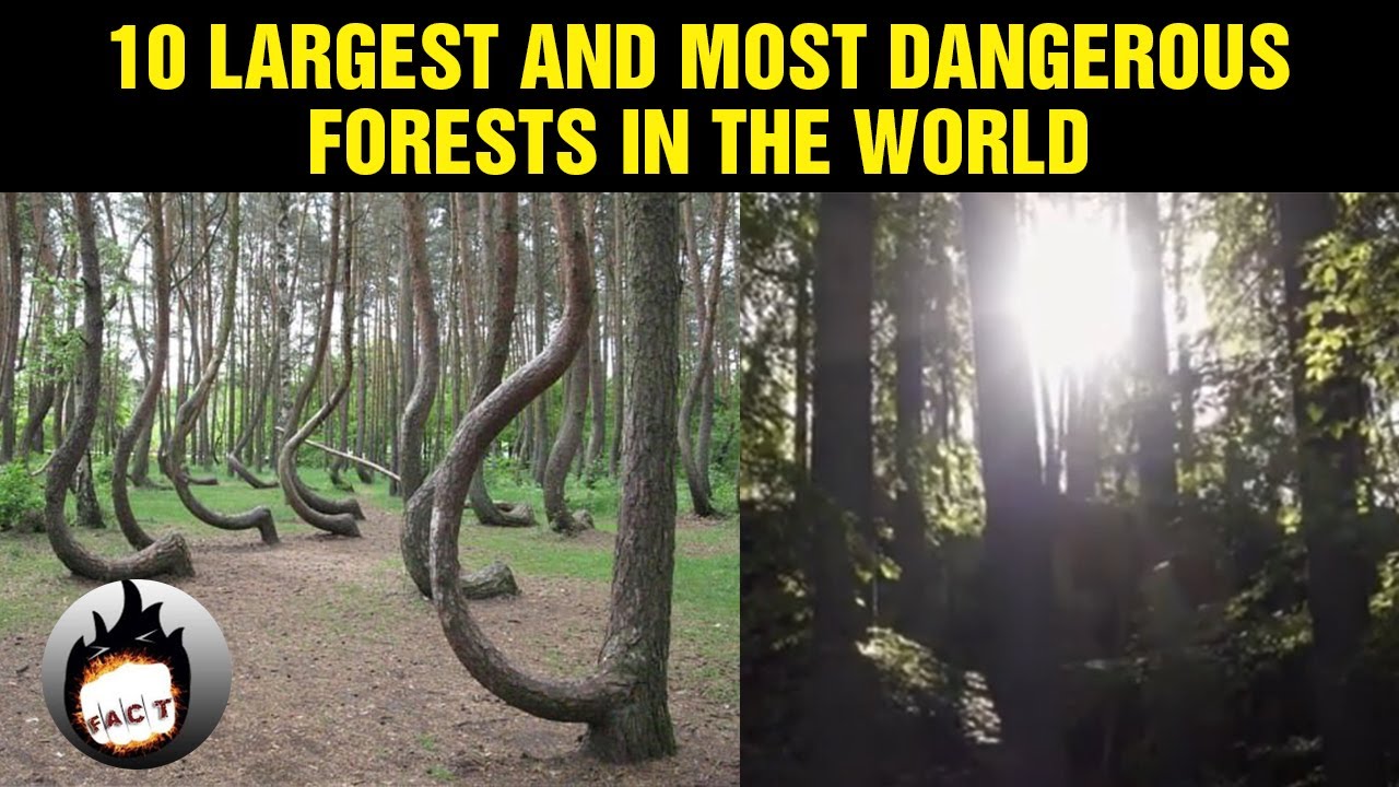 Dangerous Jungles Of The World