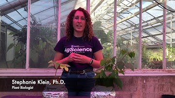 Nitrogen Deficiency Symptoms in Plants