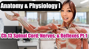 Ch 13 Spinal Cord, Nerves, and Reflexes Part 1