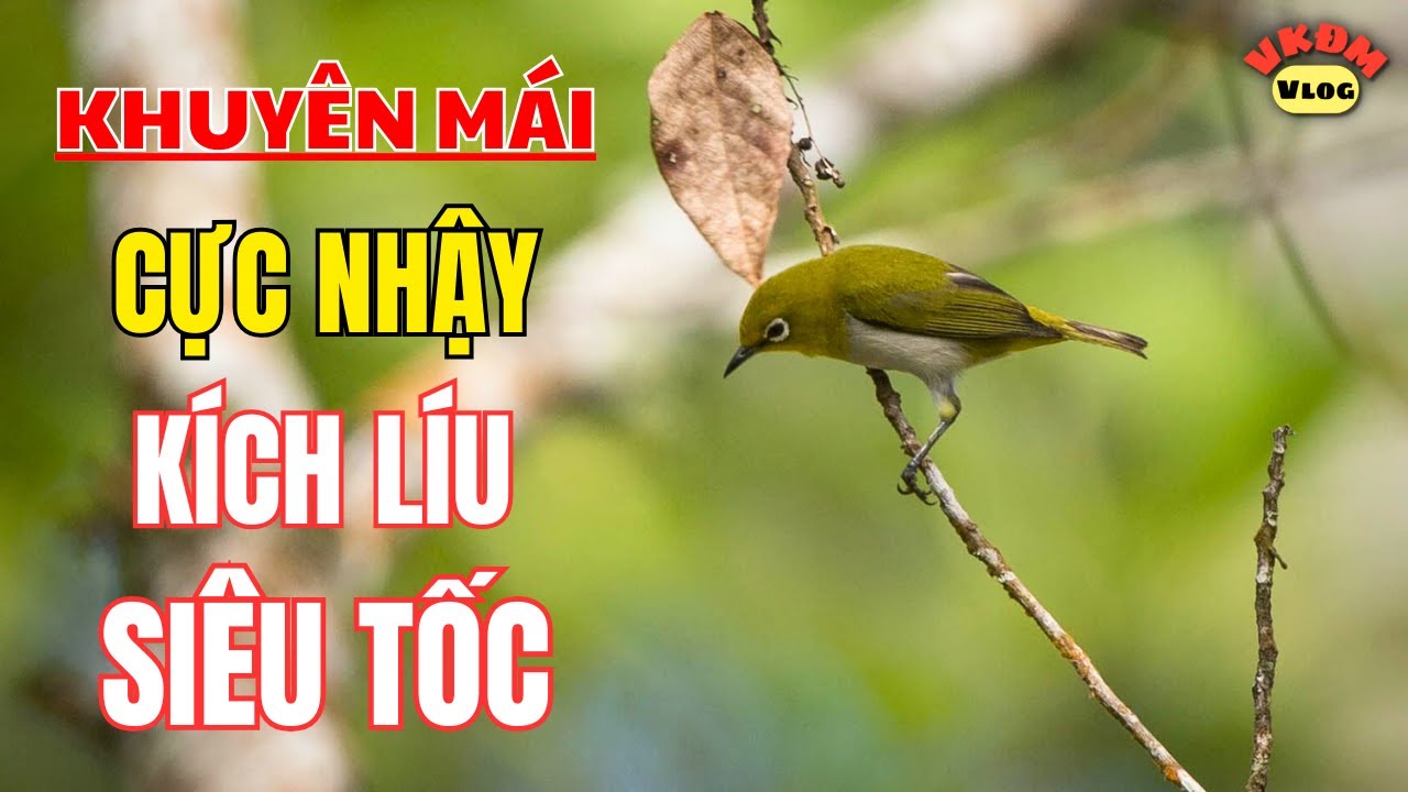 Khuyên Mái Kích Lửa Nhanh Căng | VKĐM