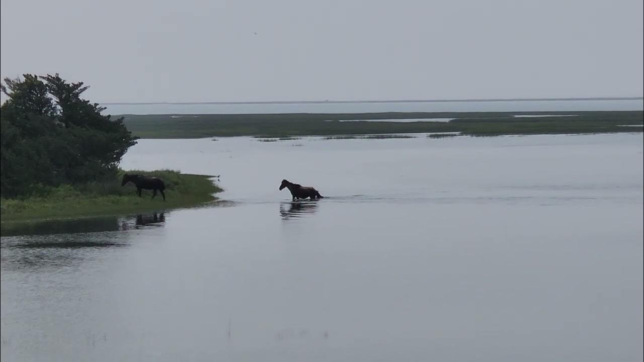 Wild horses at Carrot Island NC YouTube