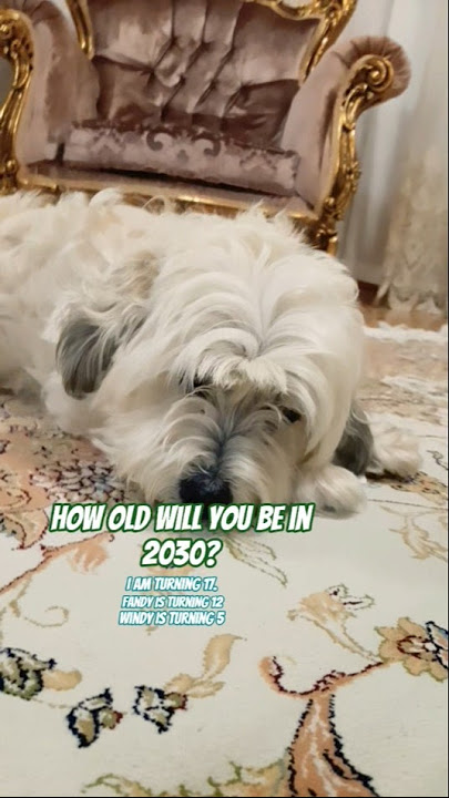 Don't lie🤥#fun #challenge #trending #puppy #fandy #dogs #pets #viral #stardogs_wf