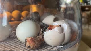 Hatching Guinea Eggs!! Up close! Putting 29 Guinea eggs in the Brinsea incubator!  Guinea KEETS!
