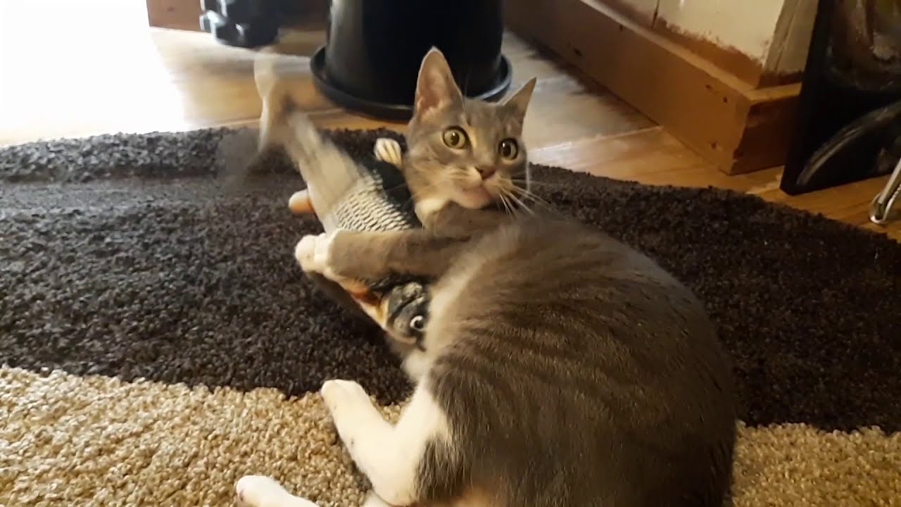 Flippity Fish Cat Toy As Seen On TV Review! Silly cat loves it! YouTube