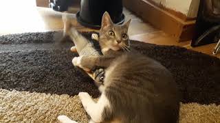 Flippity Fish Cat Toy As Seen On TV Review! Silly cat loves it!