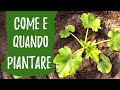 Seminare e piantare le ZUCCHINE: come e quando