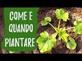 Seminare e piantare le zucchine come e quando