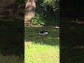 Aww, look at the cute little cat resting in the grass