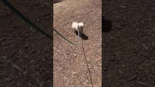 Video of adoptable pet named Columbia