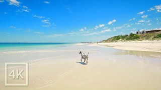 Sunny Australian Beach | Taking my Dalmatian to the Dog Beach | 20 Minute Walk in 4K