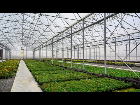 სათბურში დასაცავი წესები.  ფიტოფტორას პრობლემა