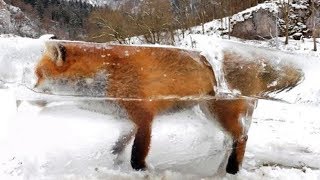 TOP 10 Životinja Zaledjenih u Vremenu