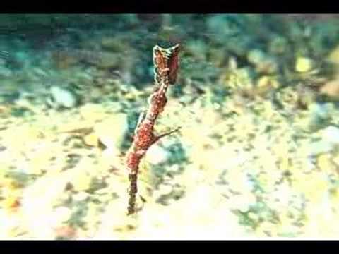 Stan Waterman's Solomon Islands Aboard Bilikiki Pa...