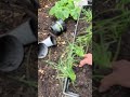 Surprise Someone with DIY Green Onions and worm castings !