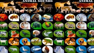 Learning Wild Animals Sounds for kids Learn Domestic Animals Sounds For Children  ABC Song screenshot 5