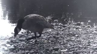 Pond Video