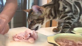 Bengal cat ate a chicken! by Pucci Peanut 2,042 views 6 years ago 1 minute, 30 seconds