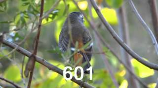 601 Gewone Janfrederik