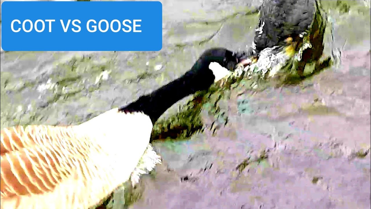 Coot vs Goose 