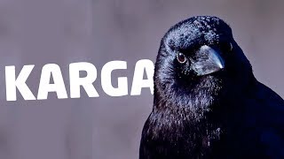 Bozkırın Kanatlı Kurtları Kargalar