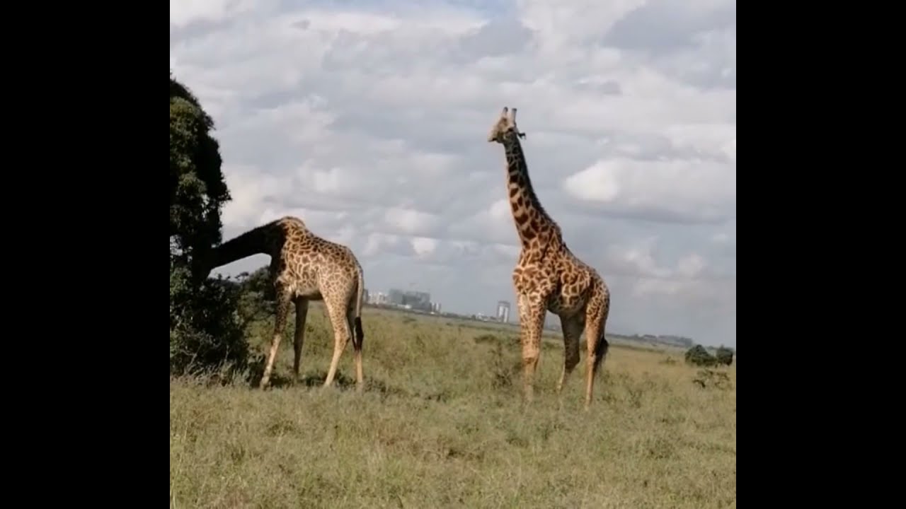 Lost in the National park, Nairobi national park self drive escapade.