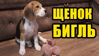 Смотрю щенка БИГЛЯ