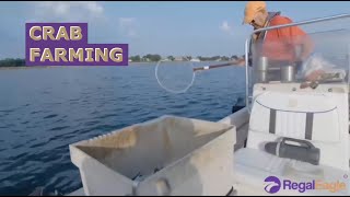 Amazing Agriculture: Crab Farming screenshot 3